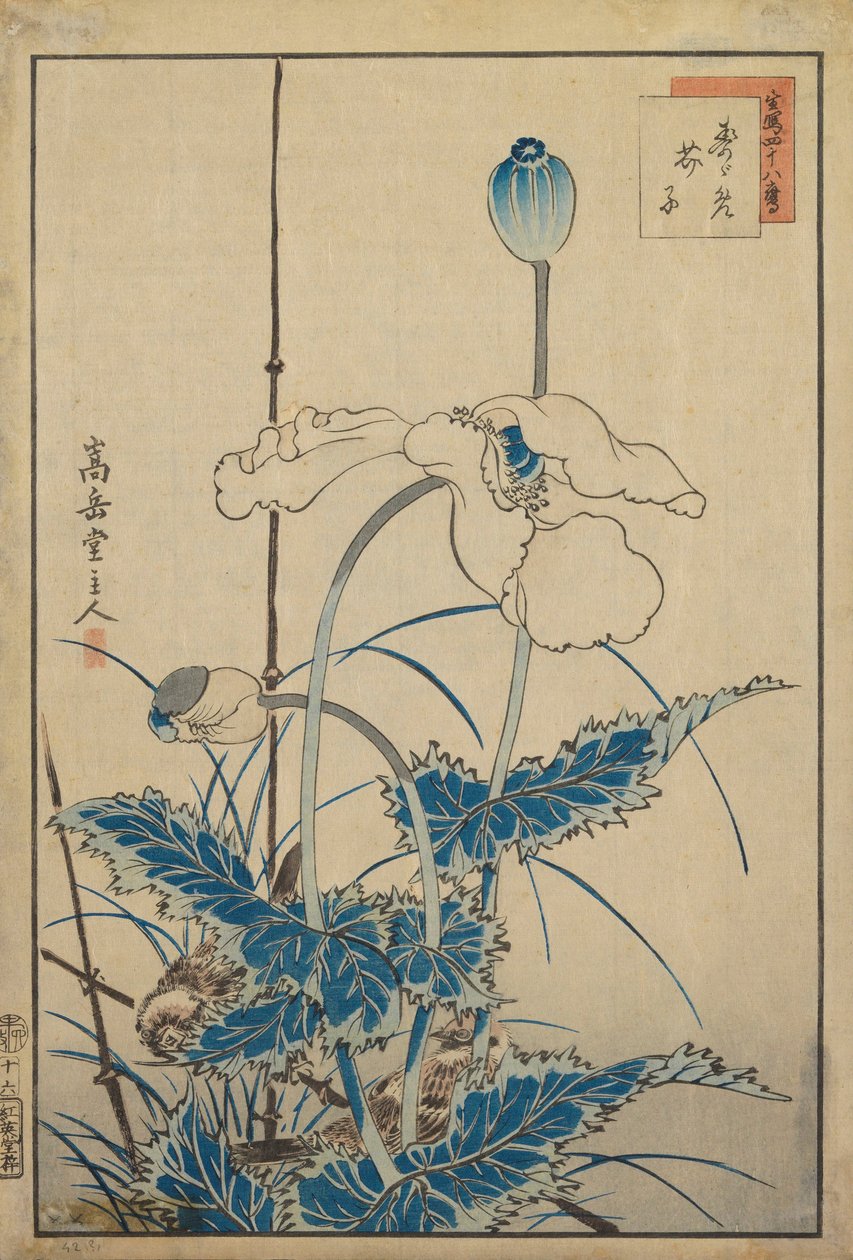 Pássaro sobre papoilas de Nakayama Sugakudo
