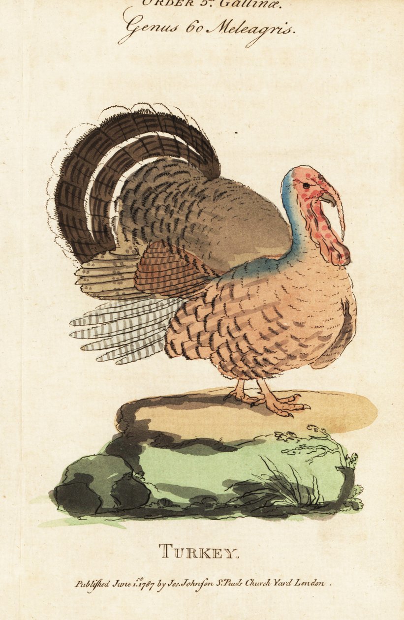 Turquia, Meleagris gallopavo de (after) English School