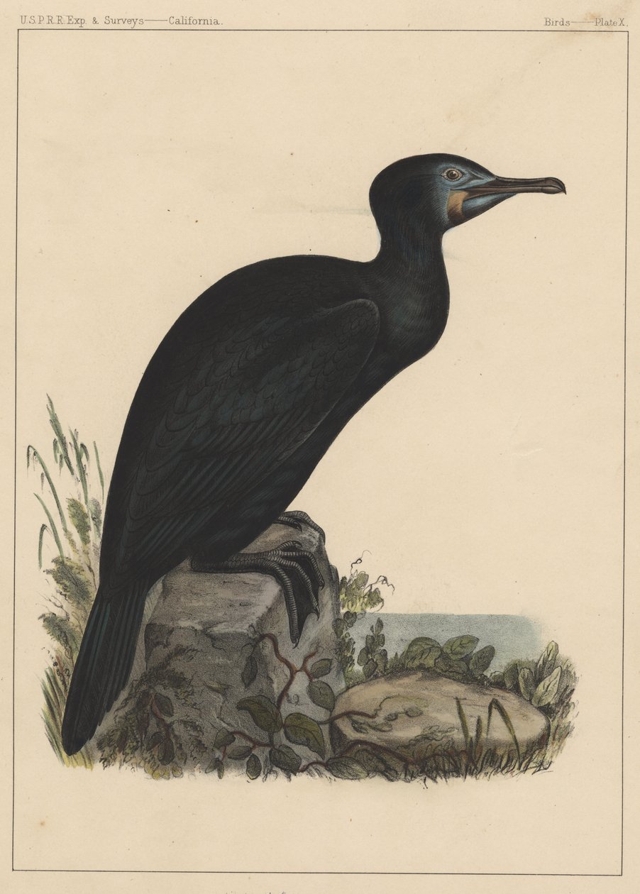 Pássaros, Placa X, 1855 de American School