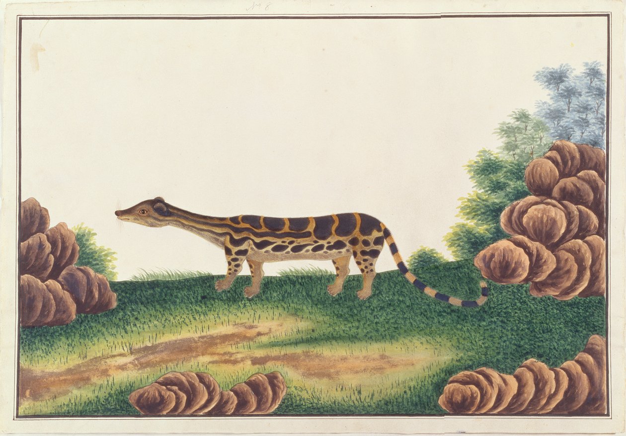 Banded Linsang, de Desenhos de Animais, Insetos e Répteis de Malaca, c.1805-18 (wc e guache sobre papel) de Chinese School