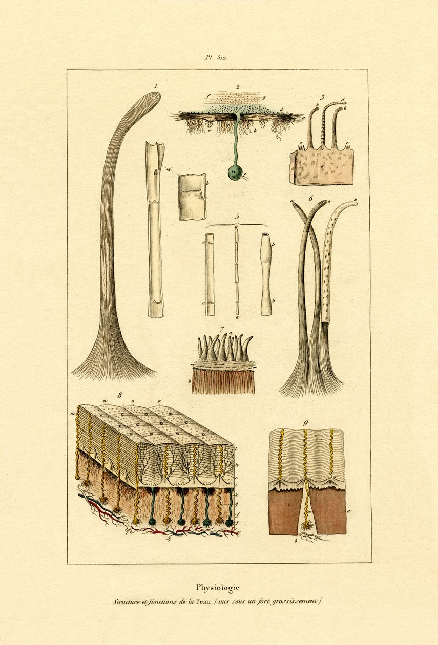 Pele Humana, 1833-39 de French School