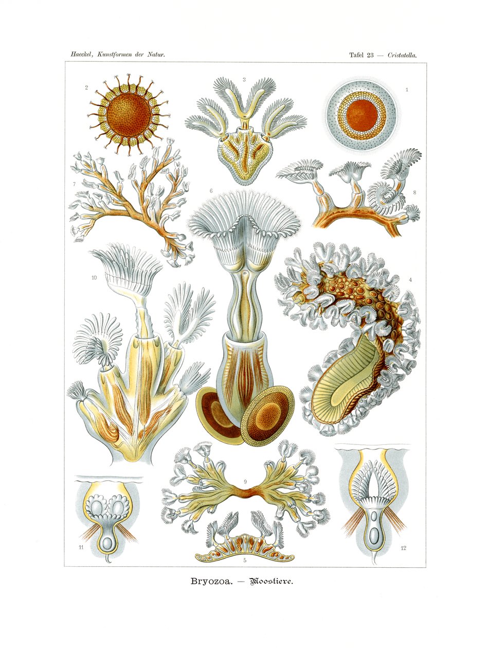 Bryozoa, 1899-1904 de German School