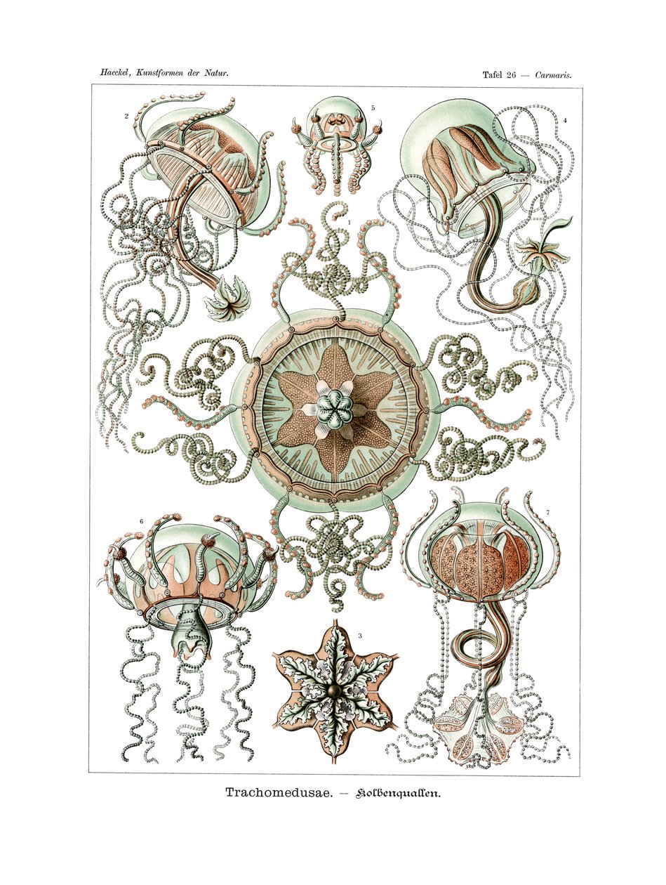 Trachomedusae, 1899-1904 de German School