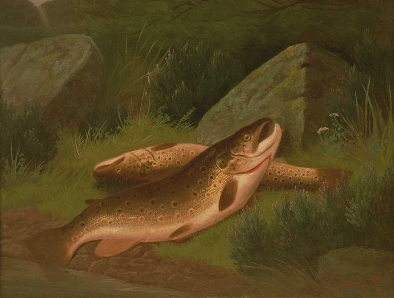 Truta Marrom de A. Roland Knight