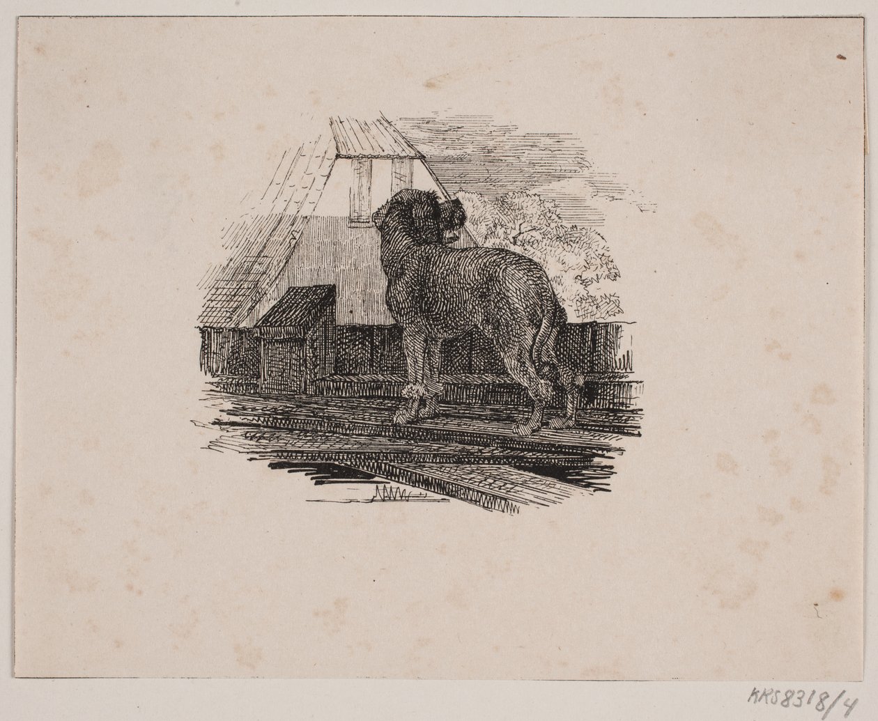O cão poodle de Johan Adolph Kittendorff