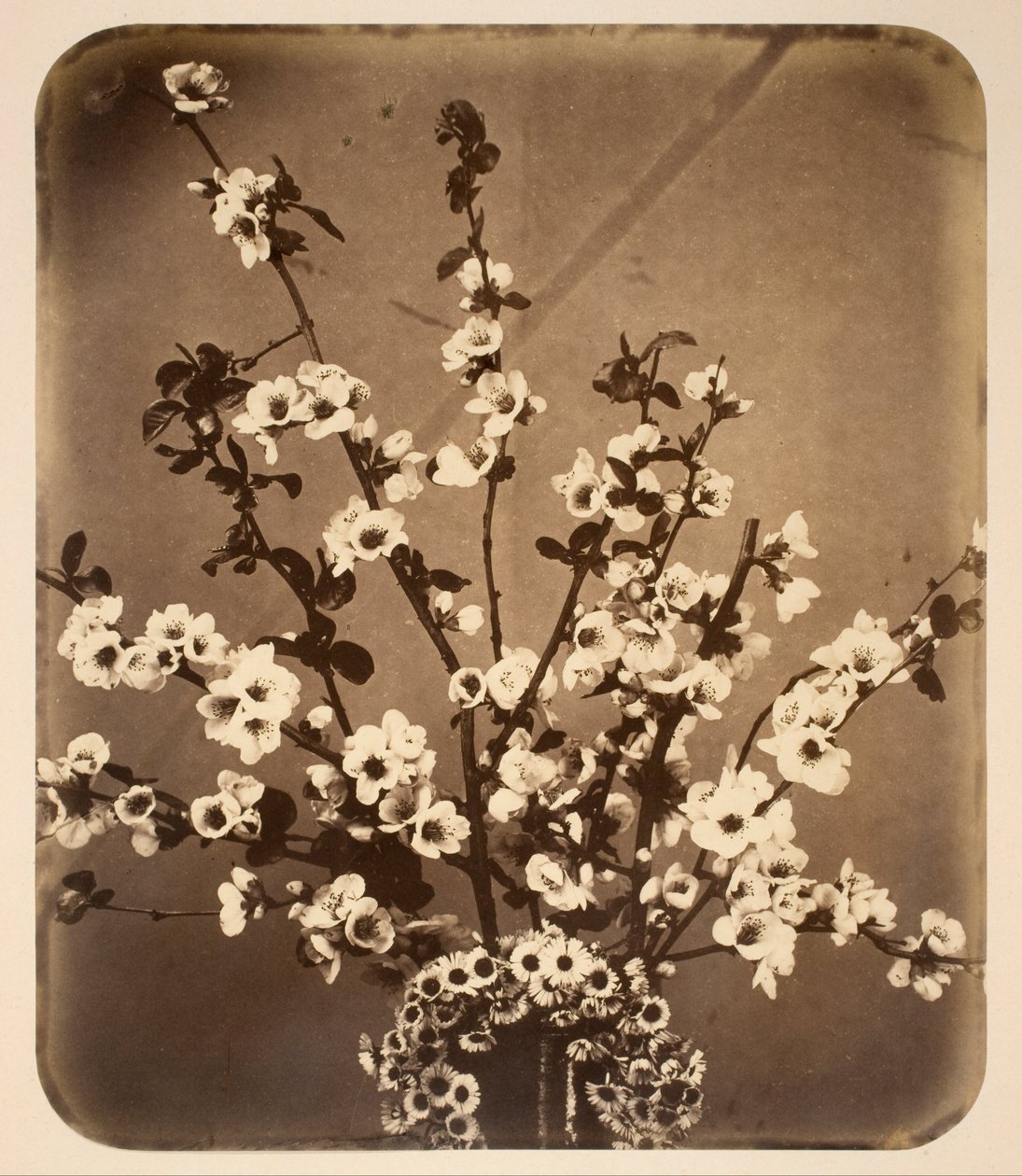 Ainda vida floral de Adolphe Braun