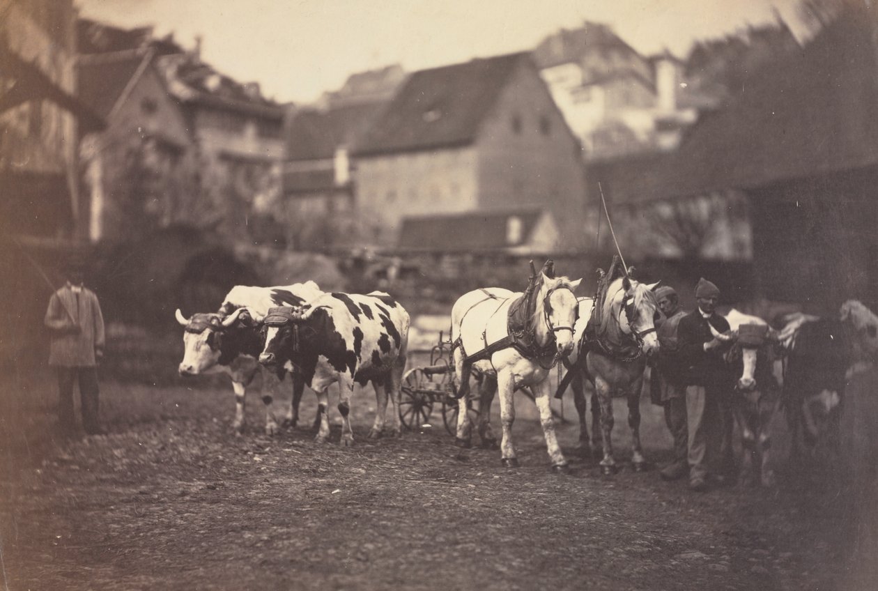 Sem título (Animais de Fazenda) de Adolphe Braun