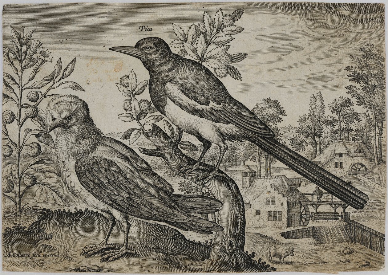 Gravura do velho mestre de Adriaen Collaert