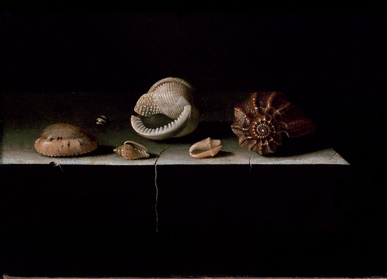 Seis conchas em uma prateleira de pedra, 1696 de Adrian Coorte