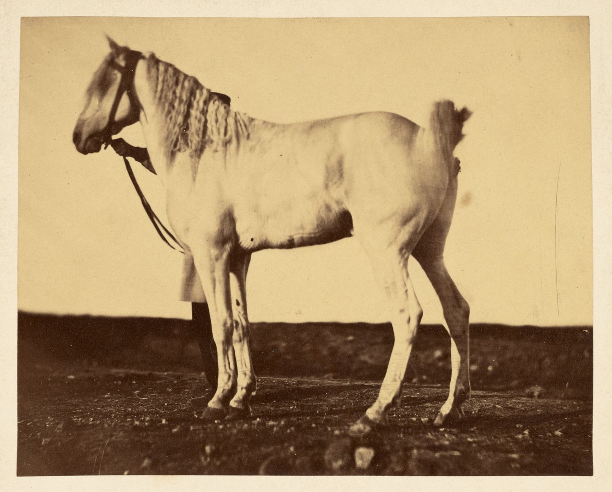 [Cavalo] de Adrien Alban Tournachon