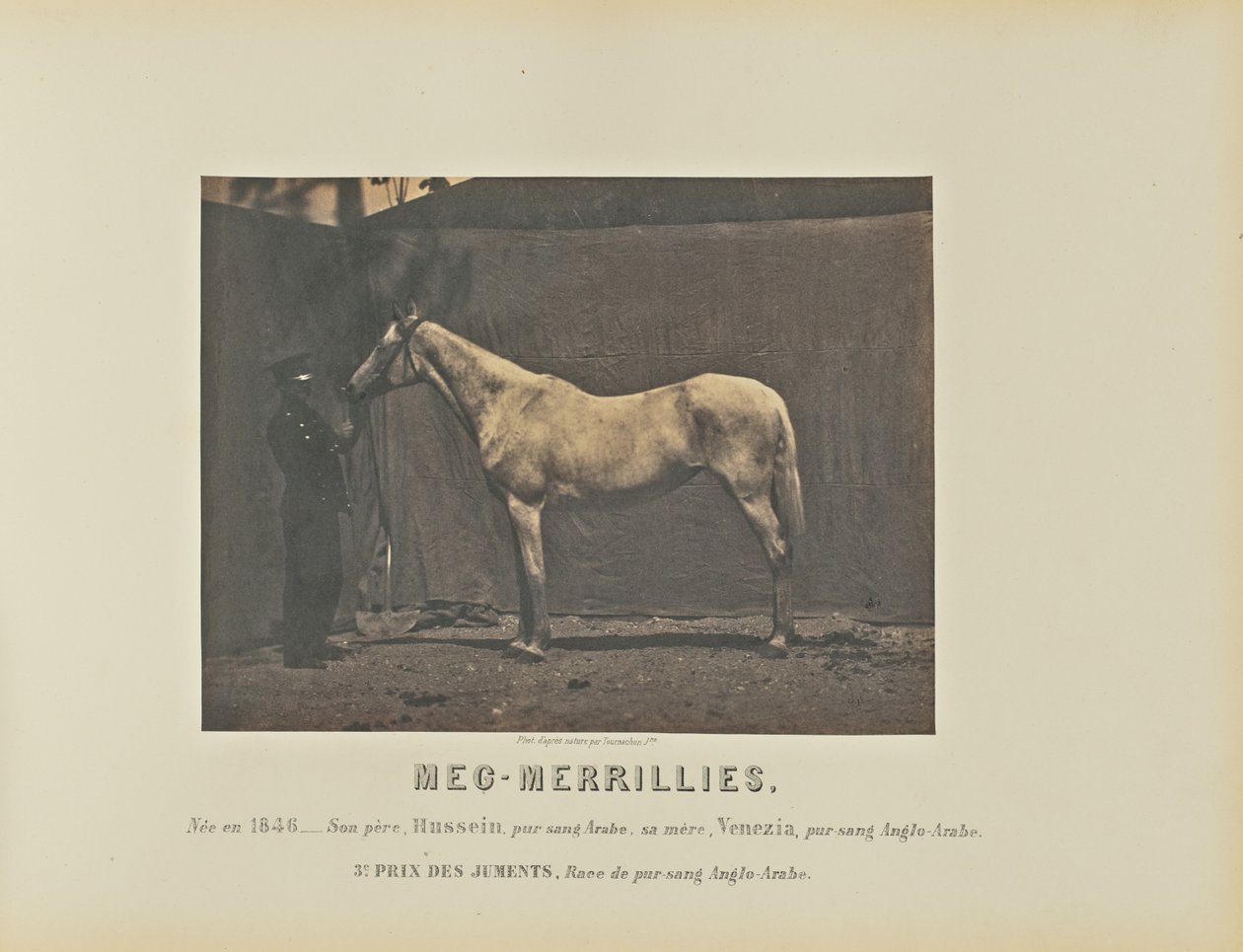 Meg-Merrillies de Adrien Alban Tournachon