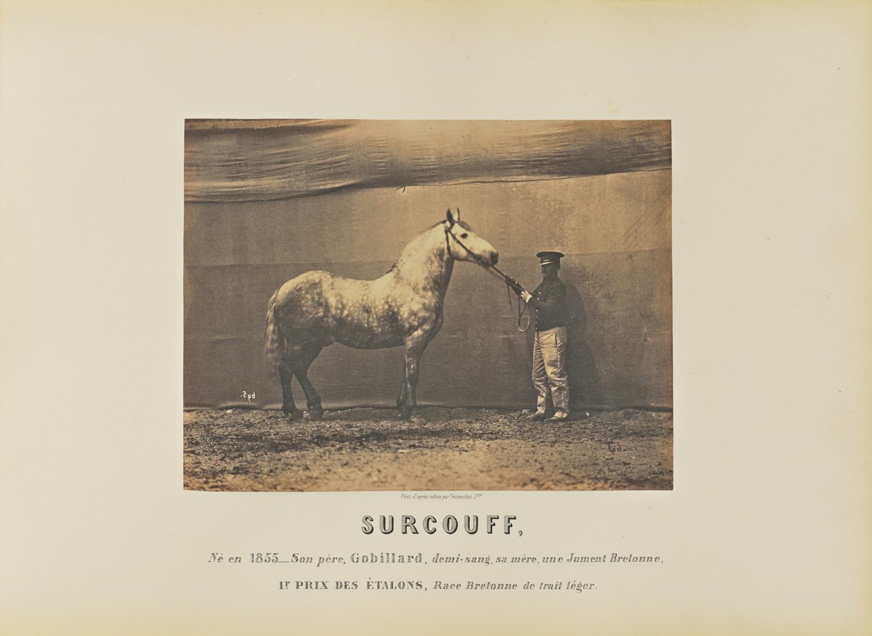 Surcouff de Adrien Alban Tournachon