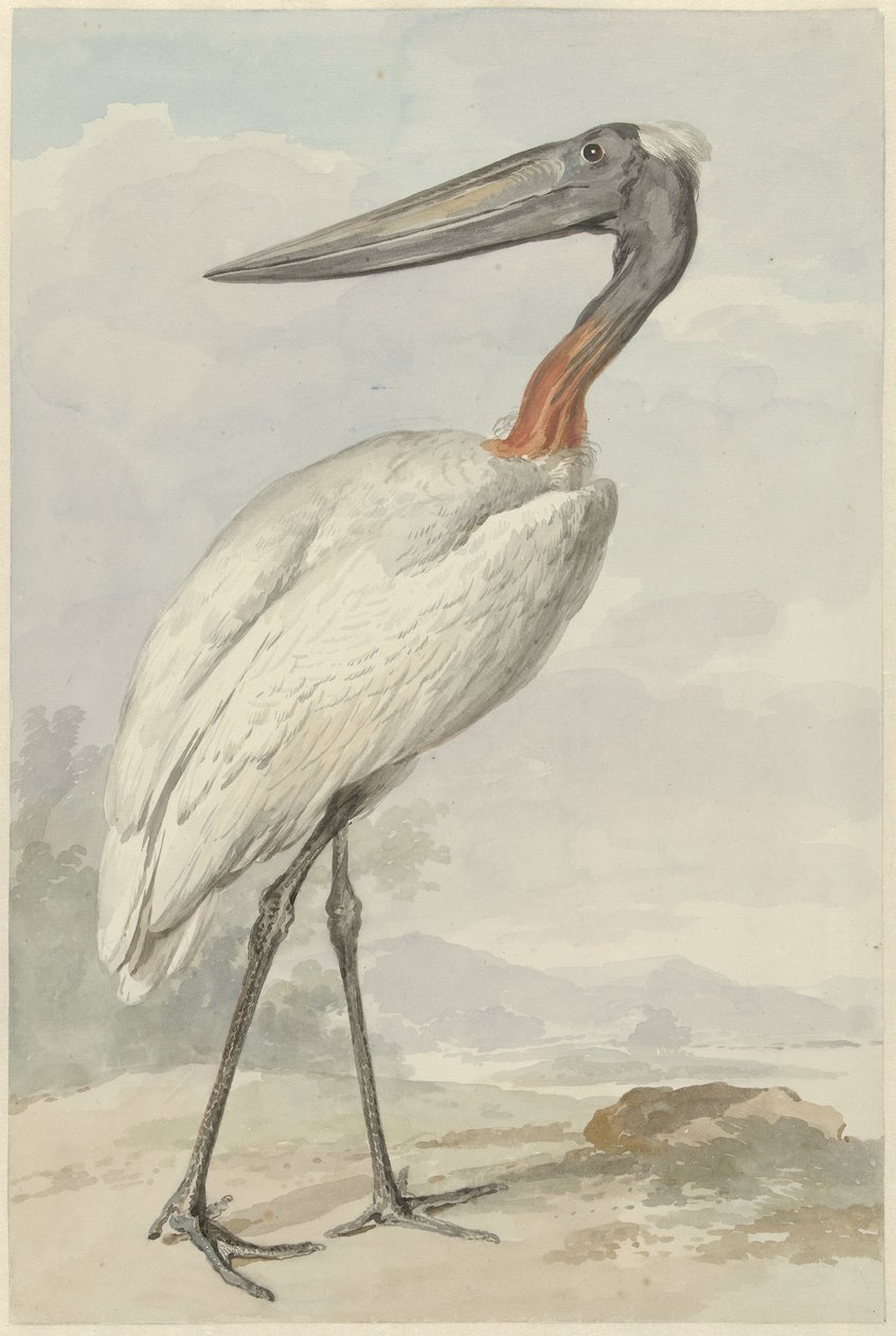 Jabiroe (Jabiroe mycteria) de Aert Schouman