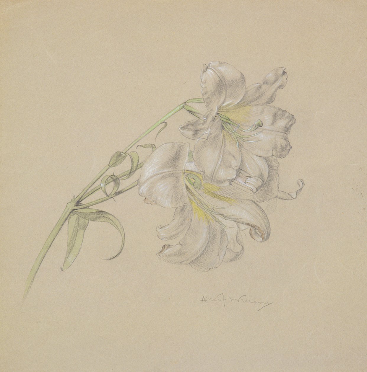 Lily (wc, giz e lápis no papel) de Albert Williams