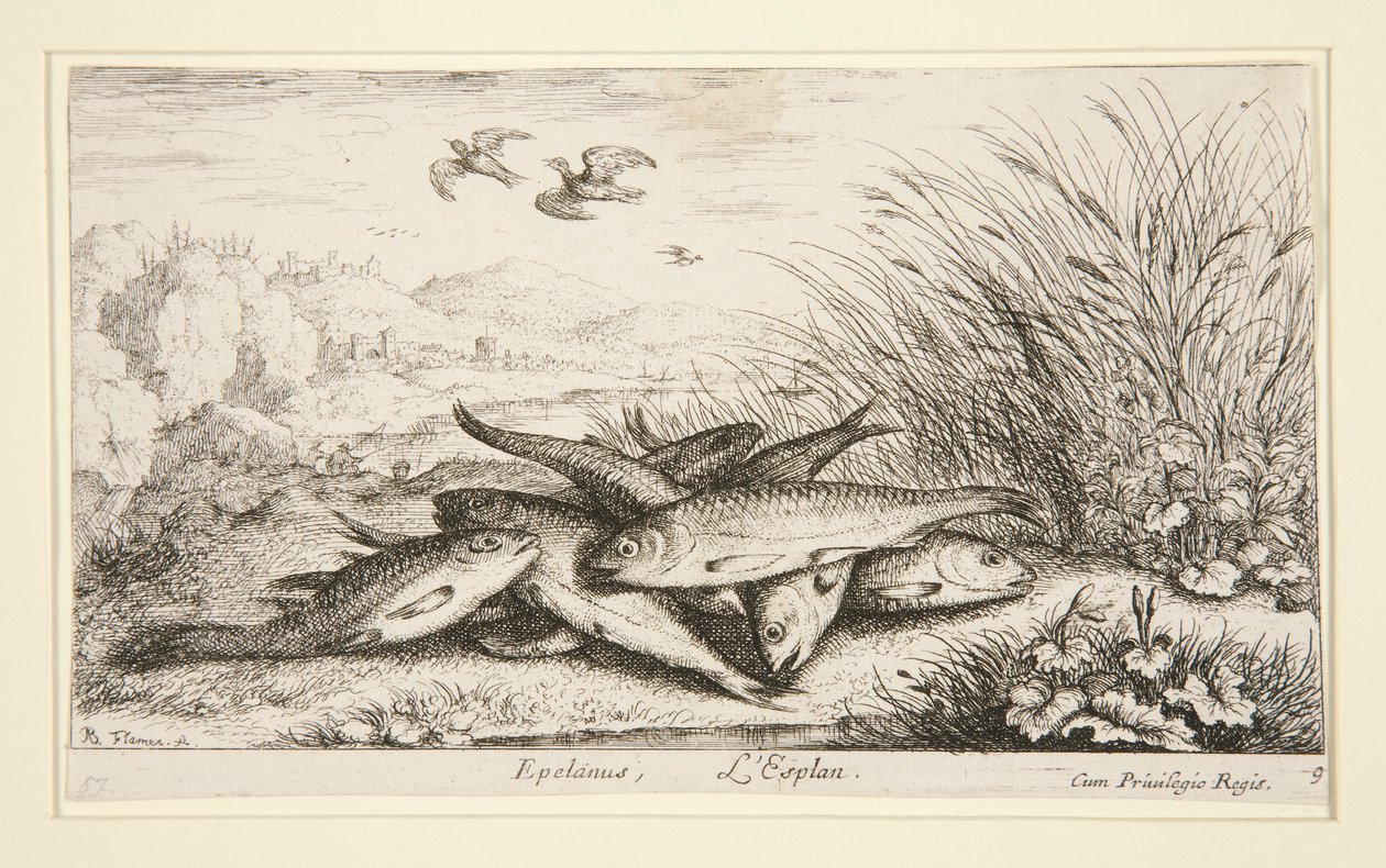 Epelanus, L de Albert Flamen