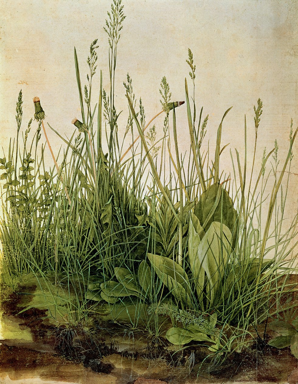O Grande Pedaço de Relva, 1503 (bodycolours, aumentado com branco opaco em pergaminho) de Albrecht Dürer