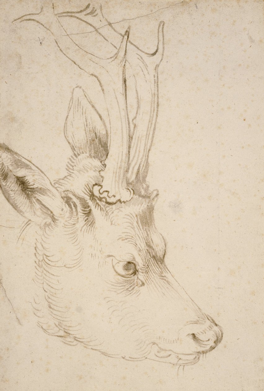 Cabeça de um Roebuck, 1503 de Albrecht Dürer