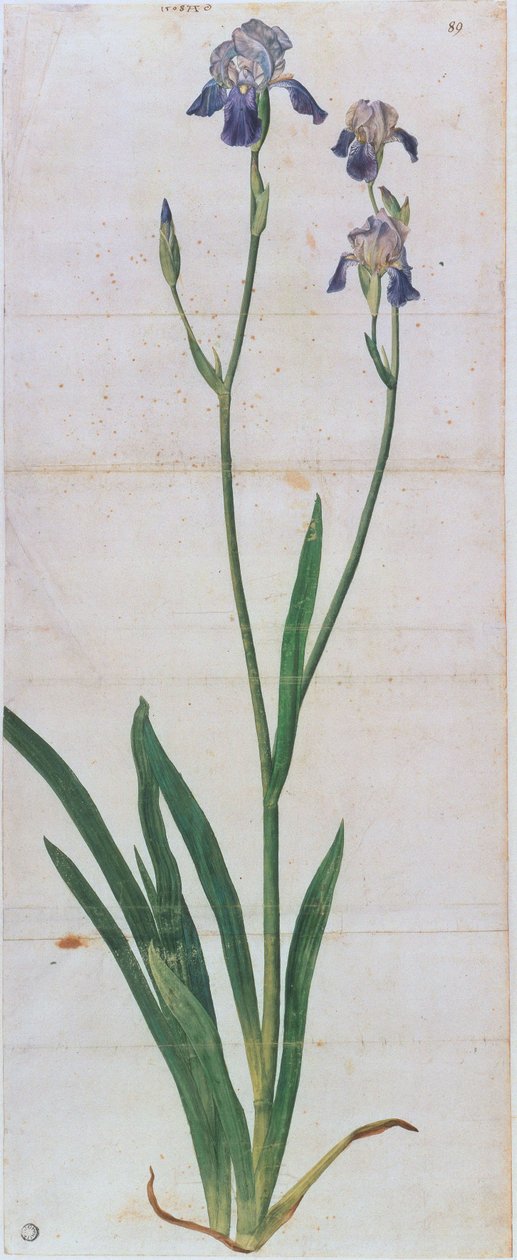 Íris alemã, ca 1503. de Albrecht Dürer