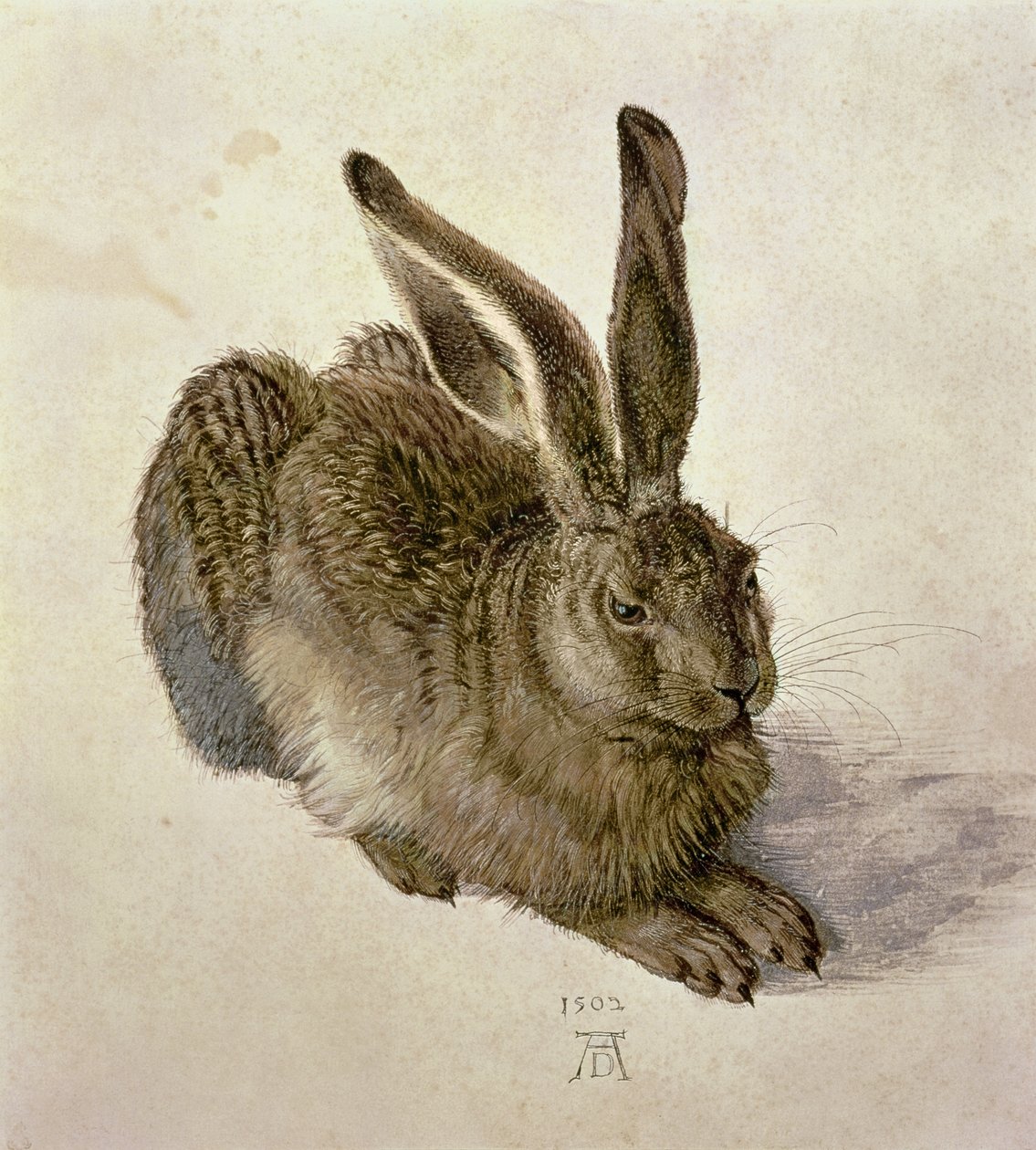 Lebre Jovem de Albrecht Dürer
