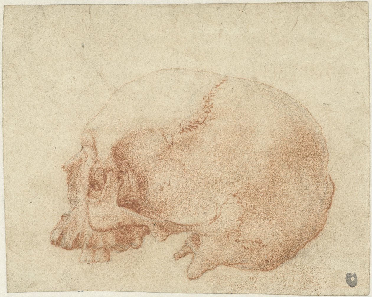 Estudo de um crânio de Alessandro Allori