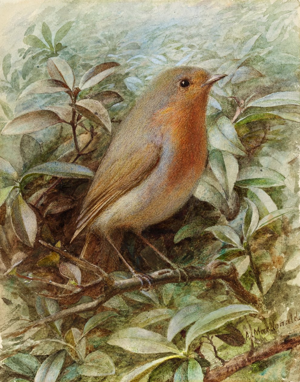 Robin em um galho de Alexander Macdonald