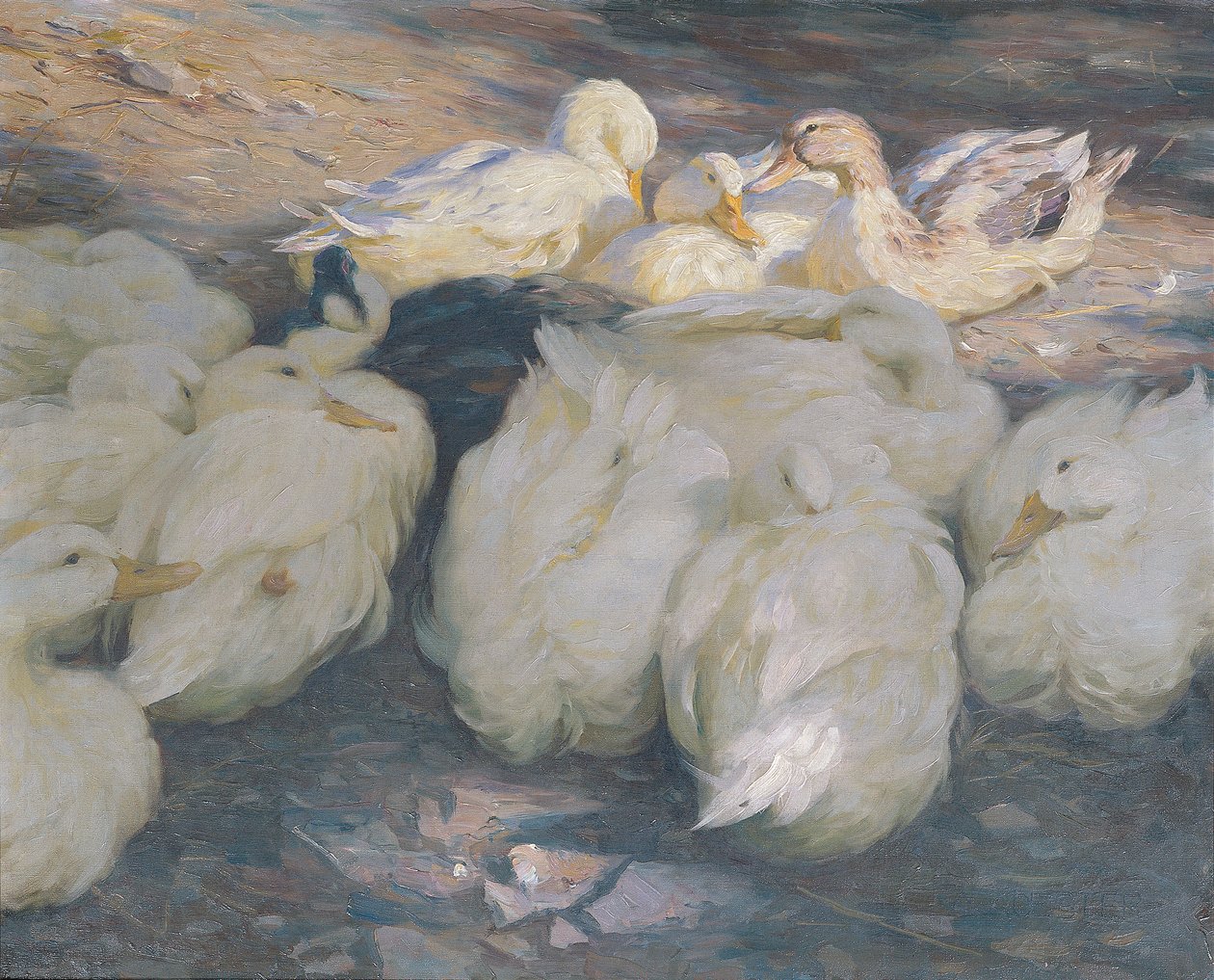 No sol da tarde de Alexander Koester