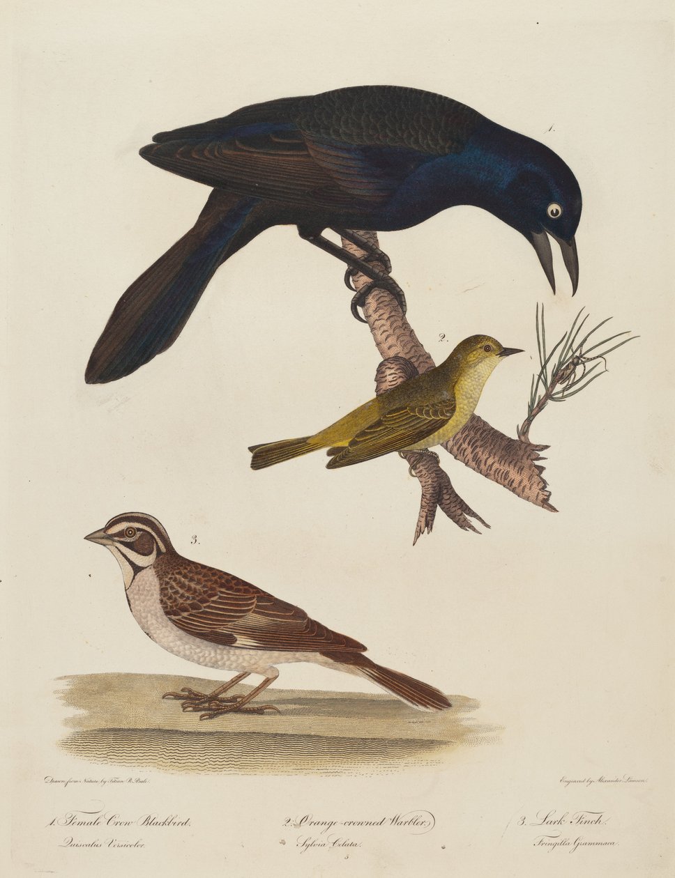 Melro Corvo Fêmea, Toutinegra Coroada Alaranjada, Lark Finch. de Alexander Lawson