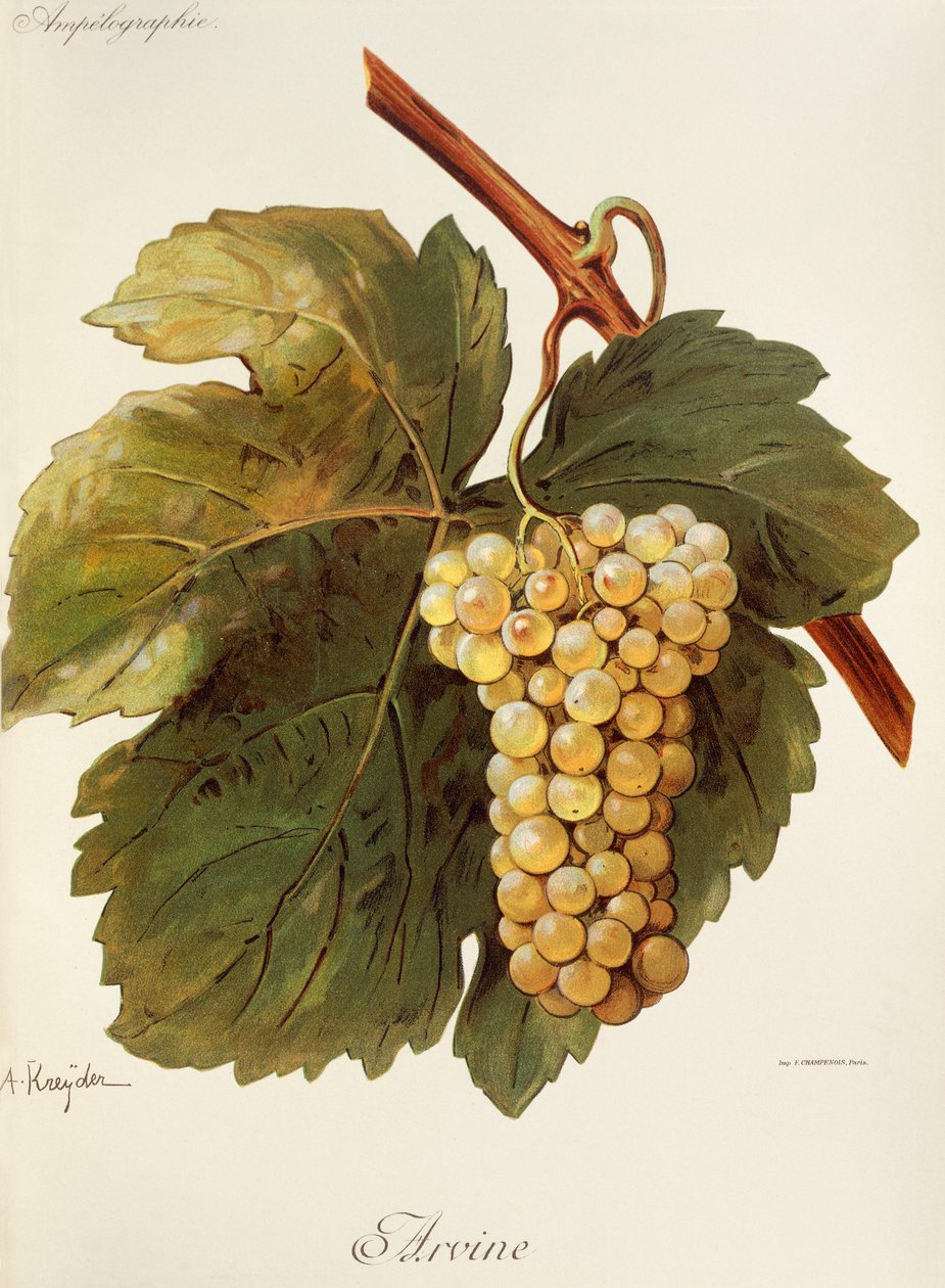 Uva Arvine por A. Kreyder de Alexis Kreyder