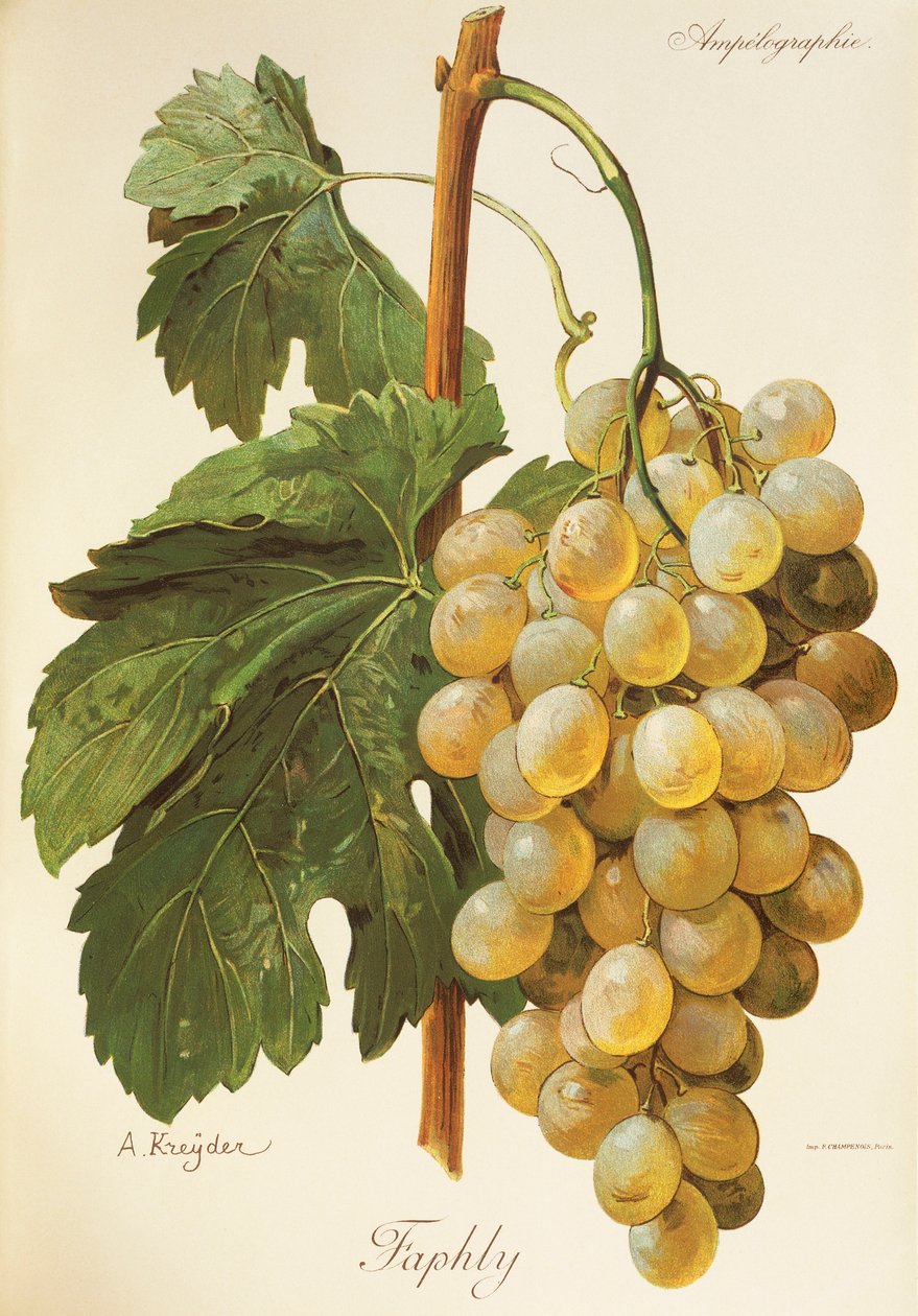 Uva faphly de A. Kreyder de Alexis Kreyder
