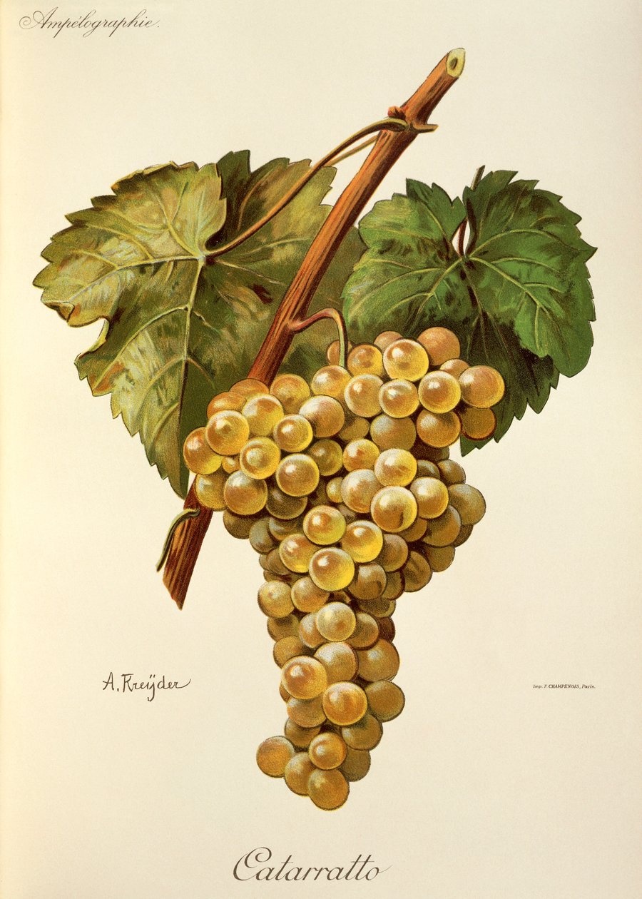 Uva de fiano de A. Kreyder de Alexis Kreyder