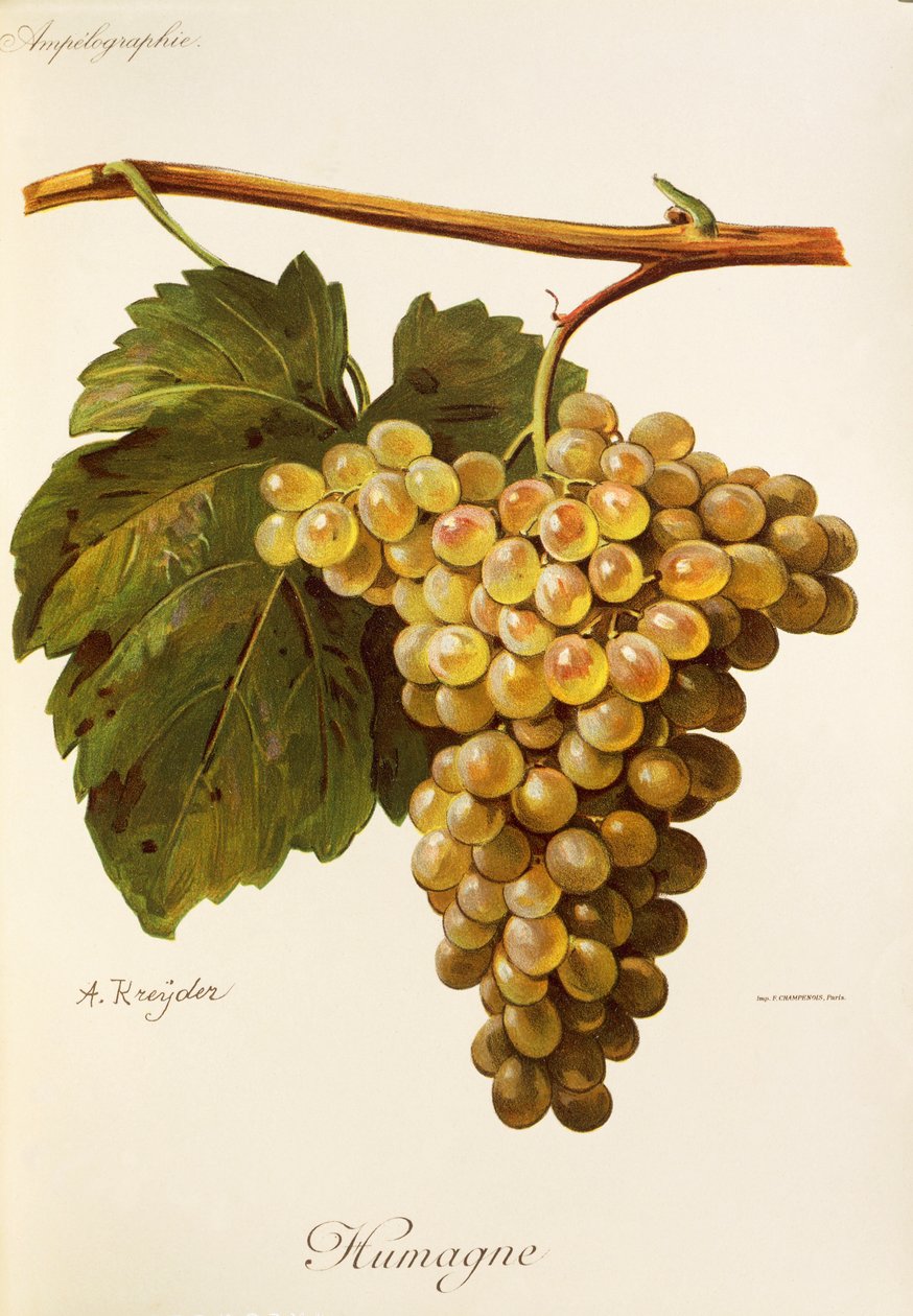 Uva Humage de A. Kreyder de Alexis Kreyder