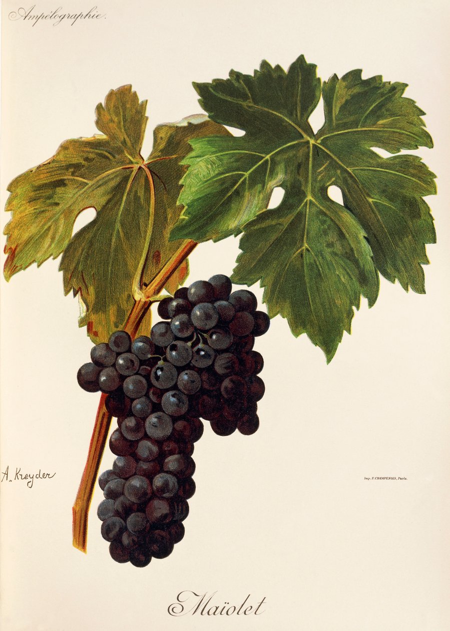 Uva Maiolet de A. Kreyder de Alexis Kreyder