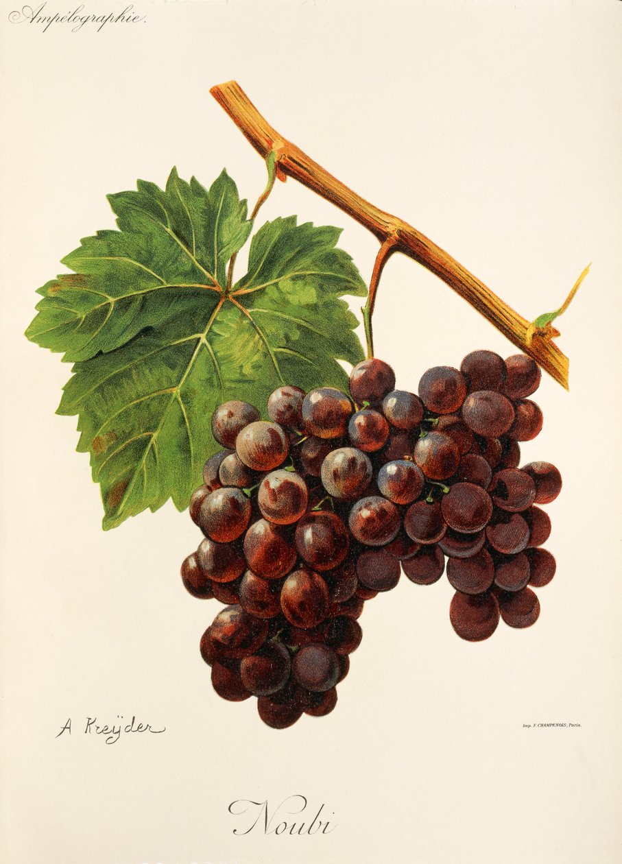 Uva Noubi por A. Kreyder de Alexis Kreyder