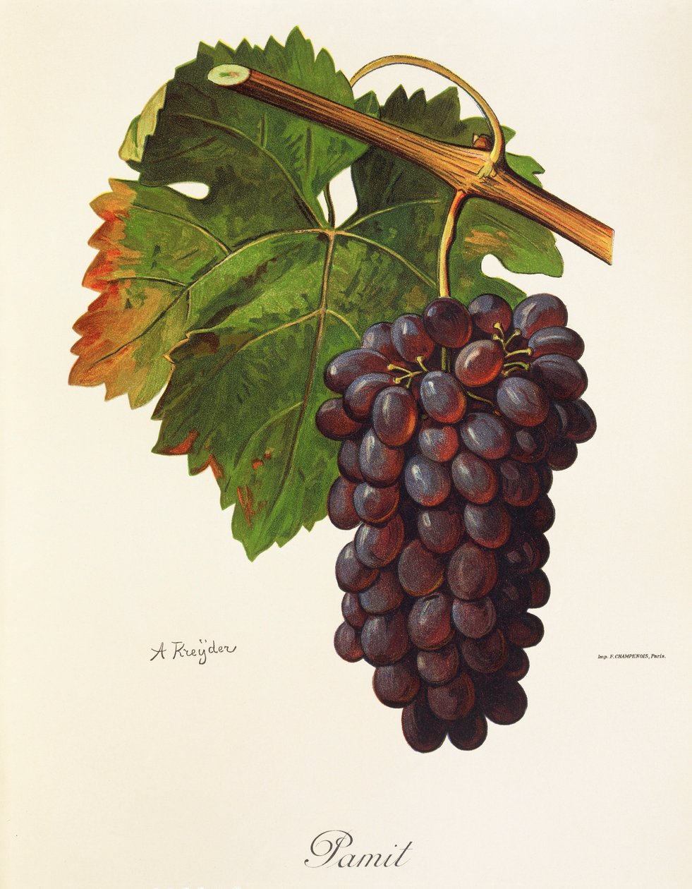Uva Pamit de A. Kreyder de Alexis Kreyder