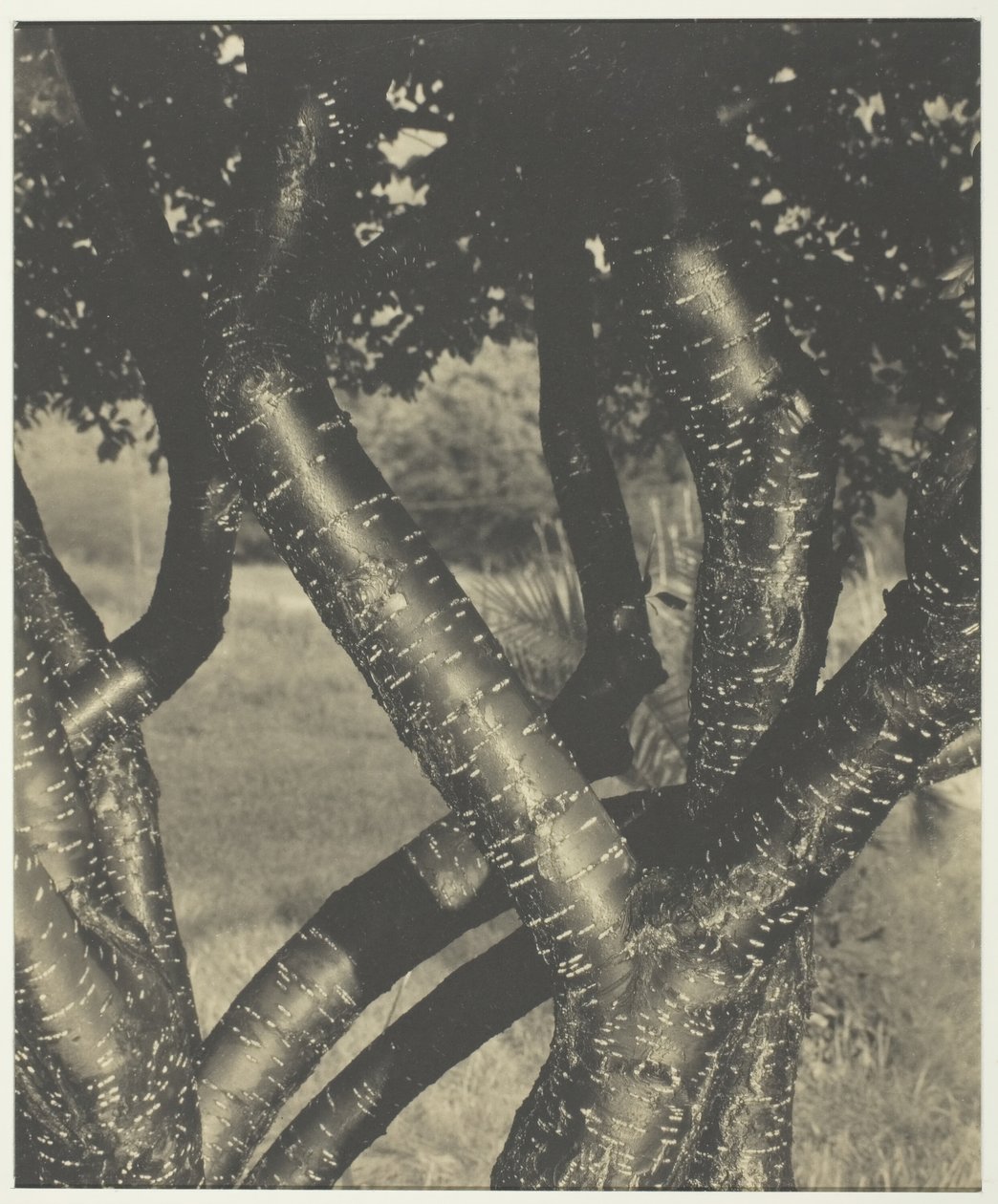 Floresta. de Alfred Stieglitz