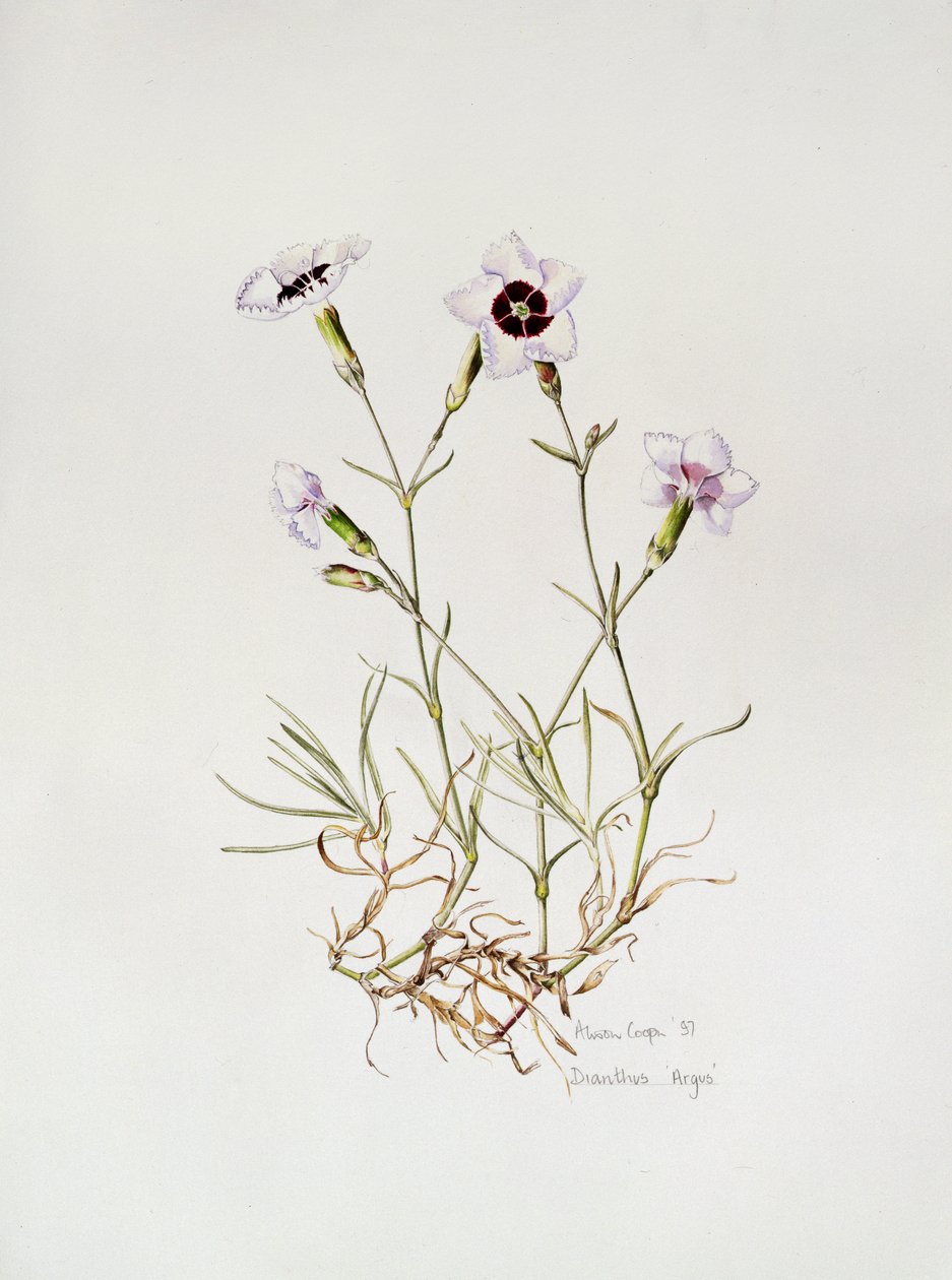 Dianthus &39;Argus&39;, 1997 de Alison Cooper