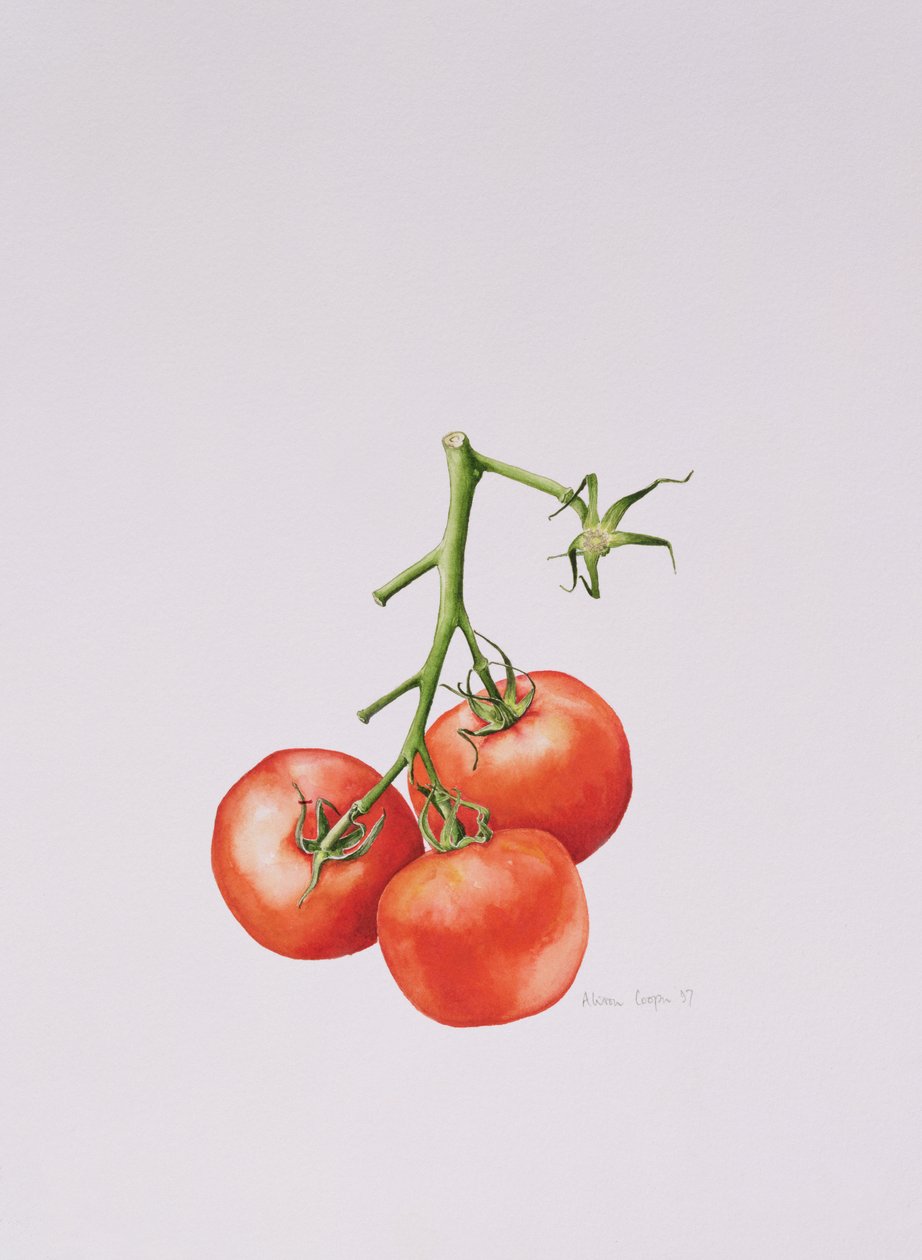Três tomates na videira, 1997 de Alison Cooper