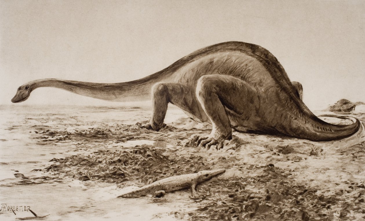 Braquiossauro de Amedee Forestier