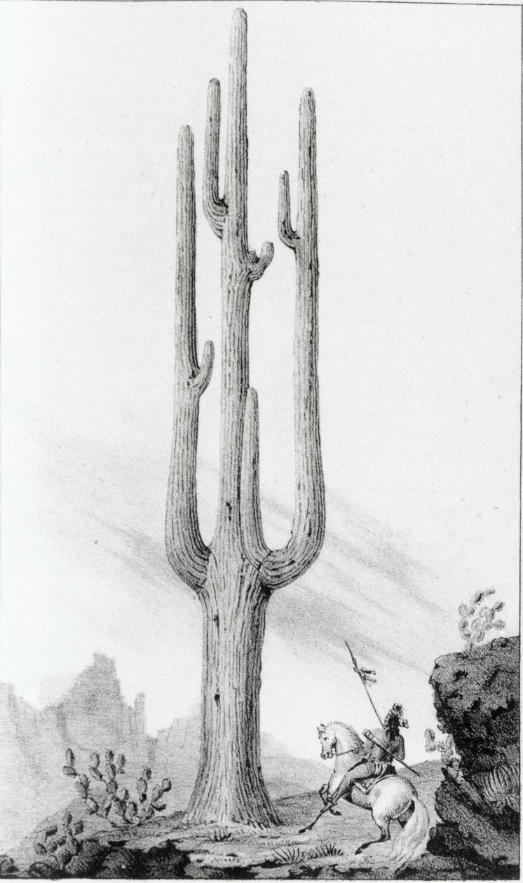 Cereus Giganteus de American School