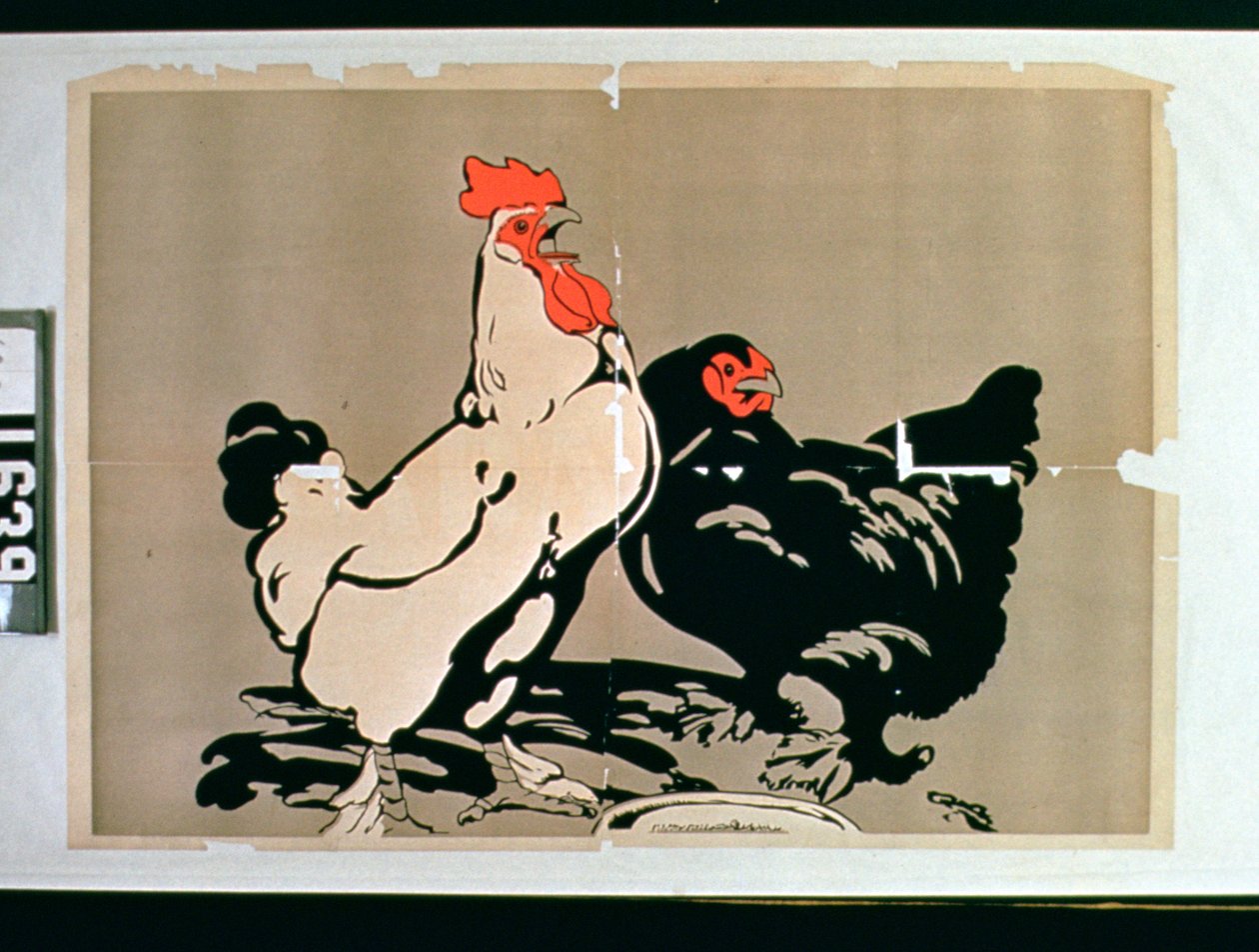 Galo e galinha de American School
