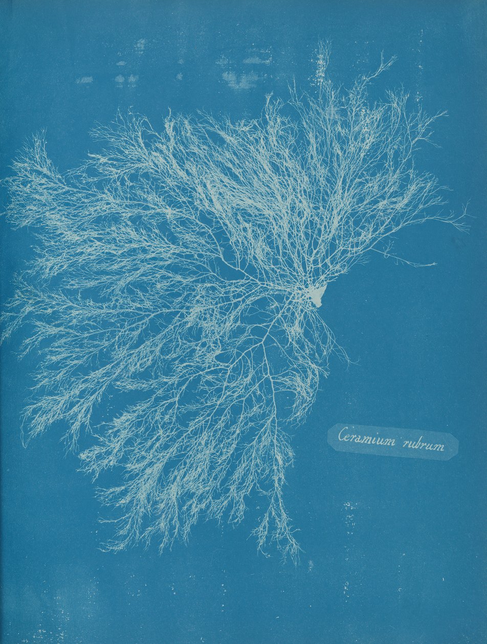 Cerâmico Vermelho, ca. 1853 de Anna Atkins