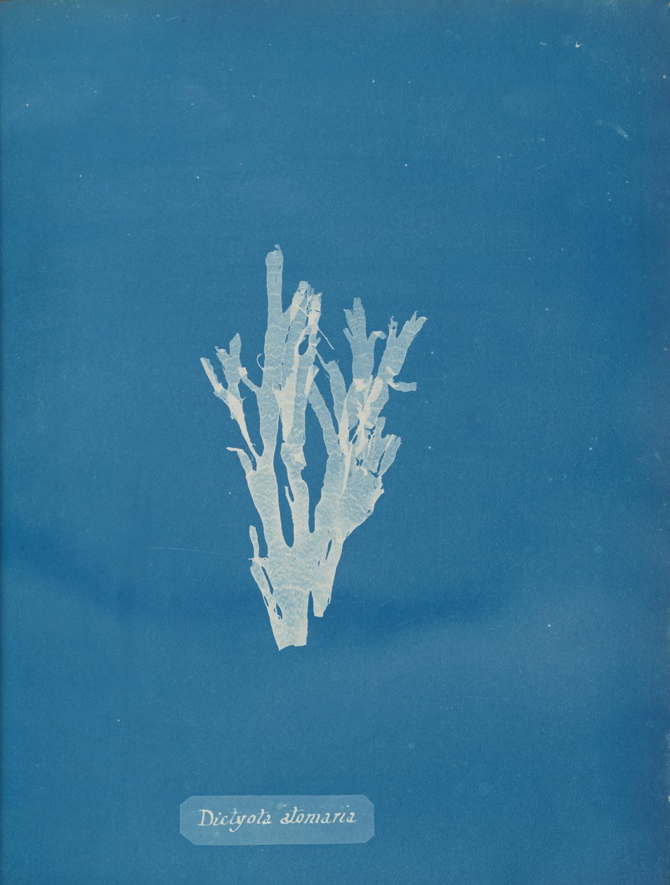 Dictyota atomaria, ca. 1853. de Anna Atkins