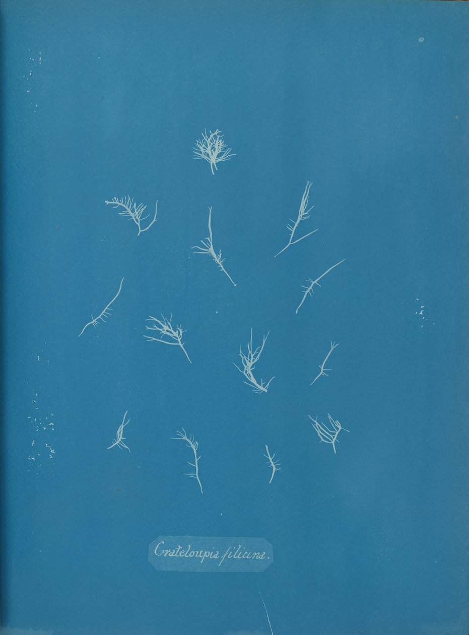 Floresta. de Anna Atkins