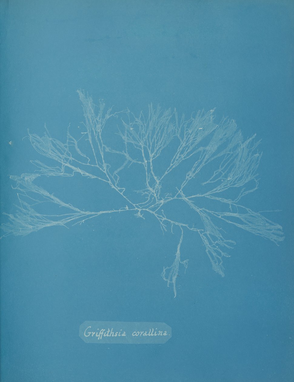 Coral Griffithsia, c. 1853. de Anna Atkins