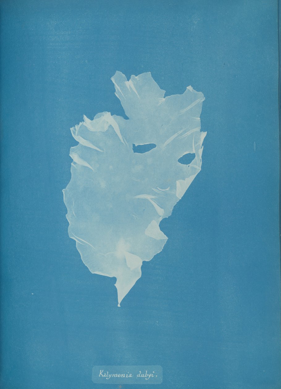Kalymenia dubyi, c. 1853. de Anna Atkins