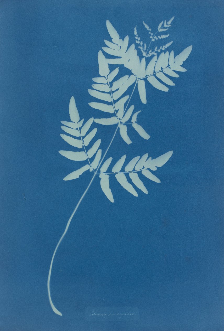 Osmunda Rigalis (Austrália) de Anna Atkins