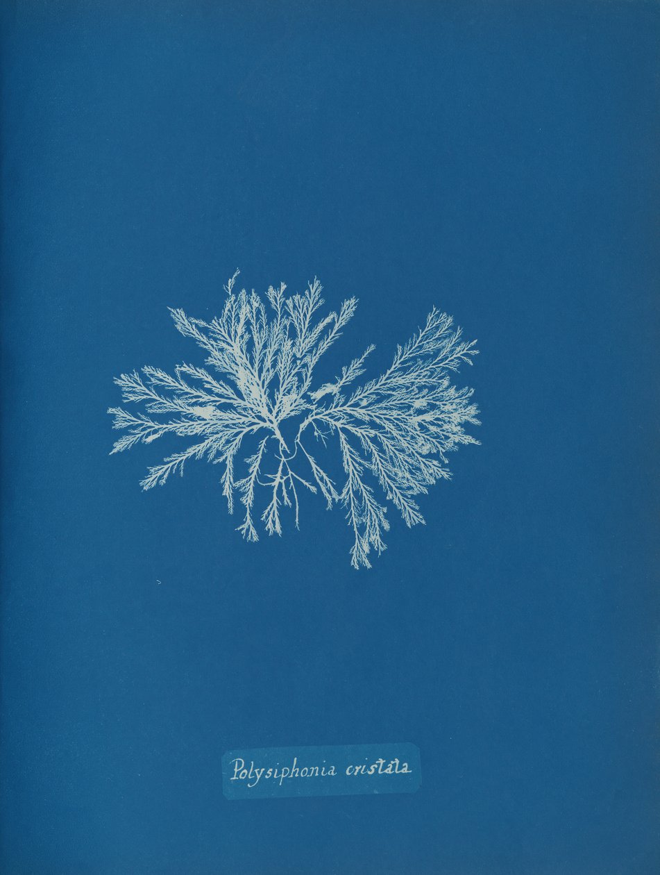 Polysiphonia cristata, ca. 1853. de Anna Atkins