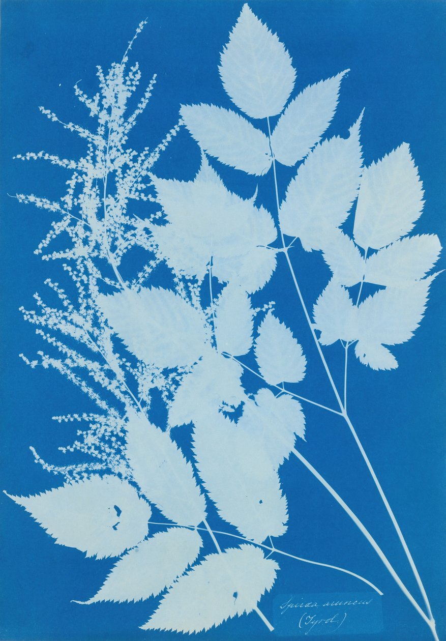 Spiraea aruncus Tirol, 1851-54. de Anna Atkins