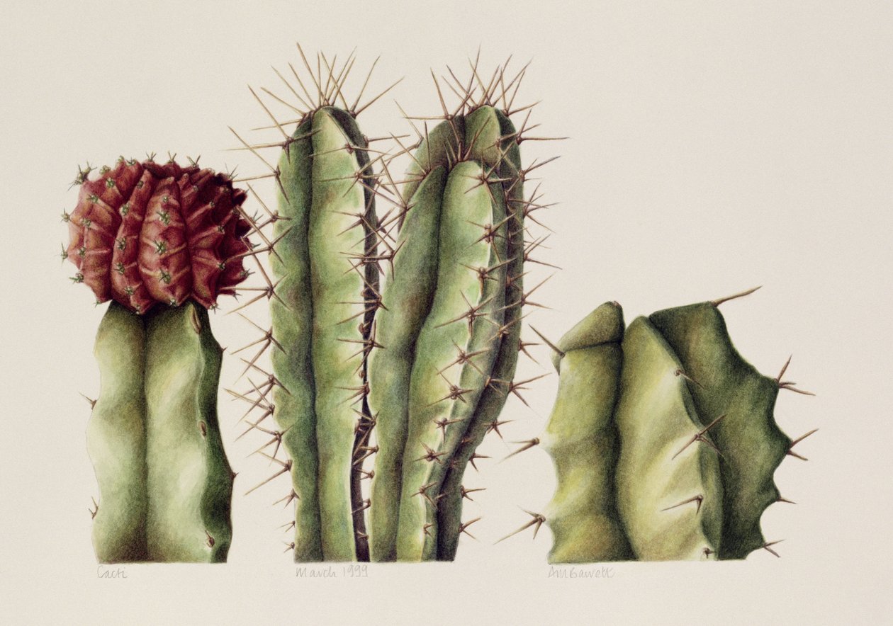 Cacti, 1999 (wc no papel) de Annabel Barrett