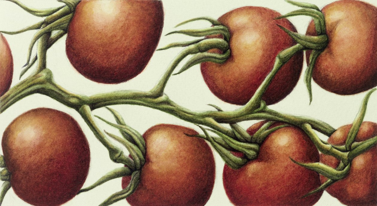 Tomate, 1999 (wc no papel) de Annabel Barrett